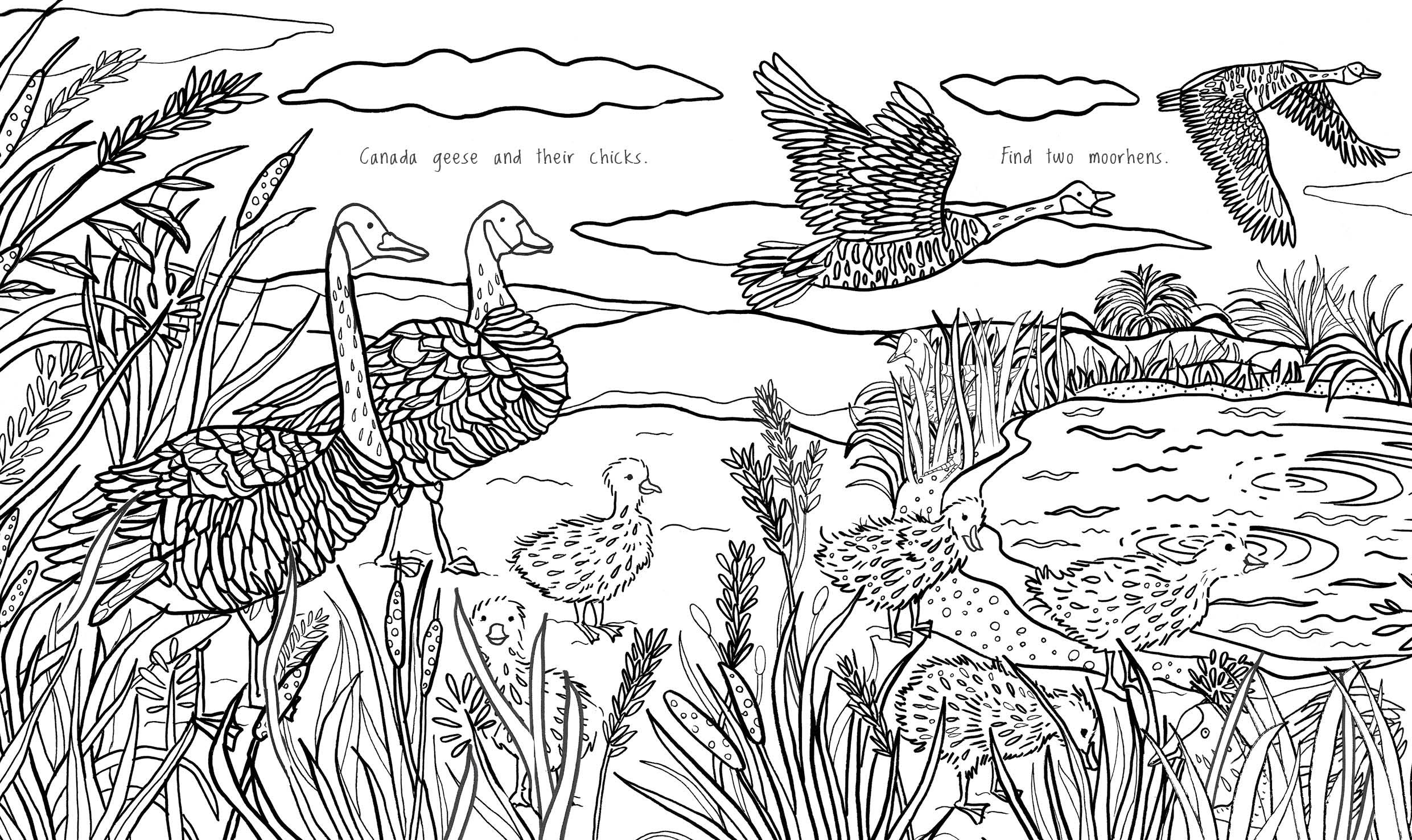 Kew a Year in the Garden Colouring Book (Chameleons) | Howard Hughes - 2 | YEO