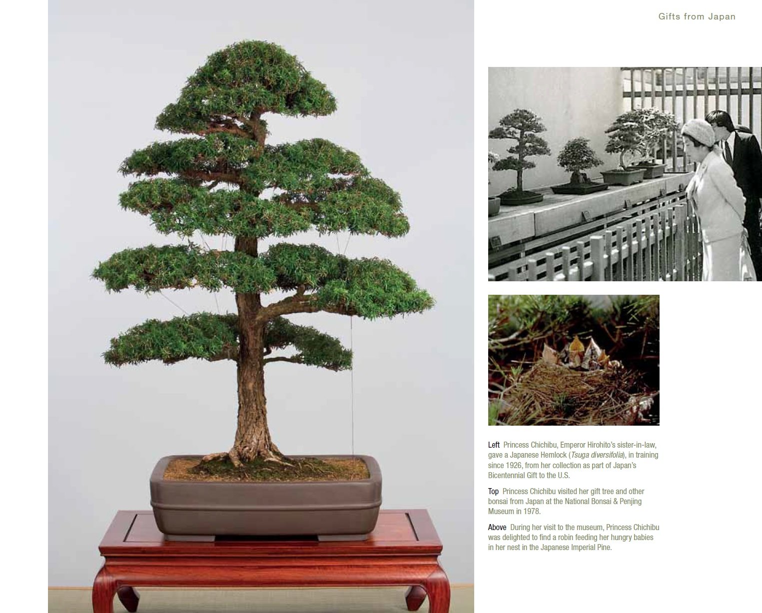 Bonsai and Penjing | Ann McClellan - 6 | YEO