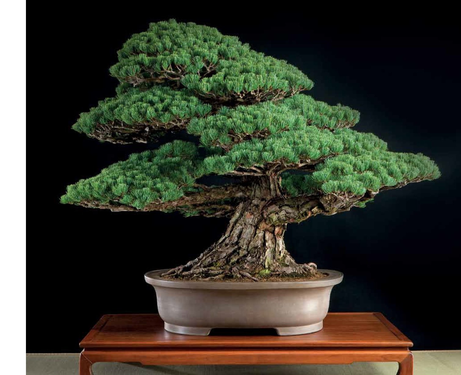 Bonsai and Penjing | Ann McClellan - 1 | YEO