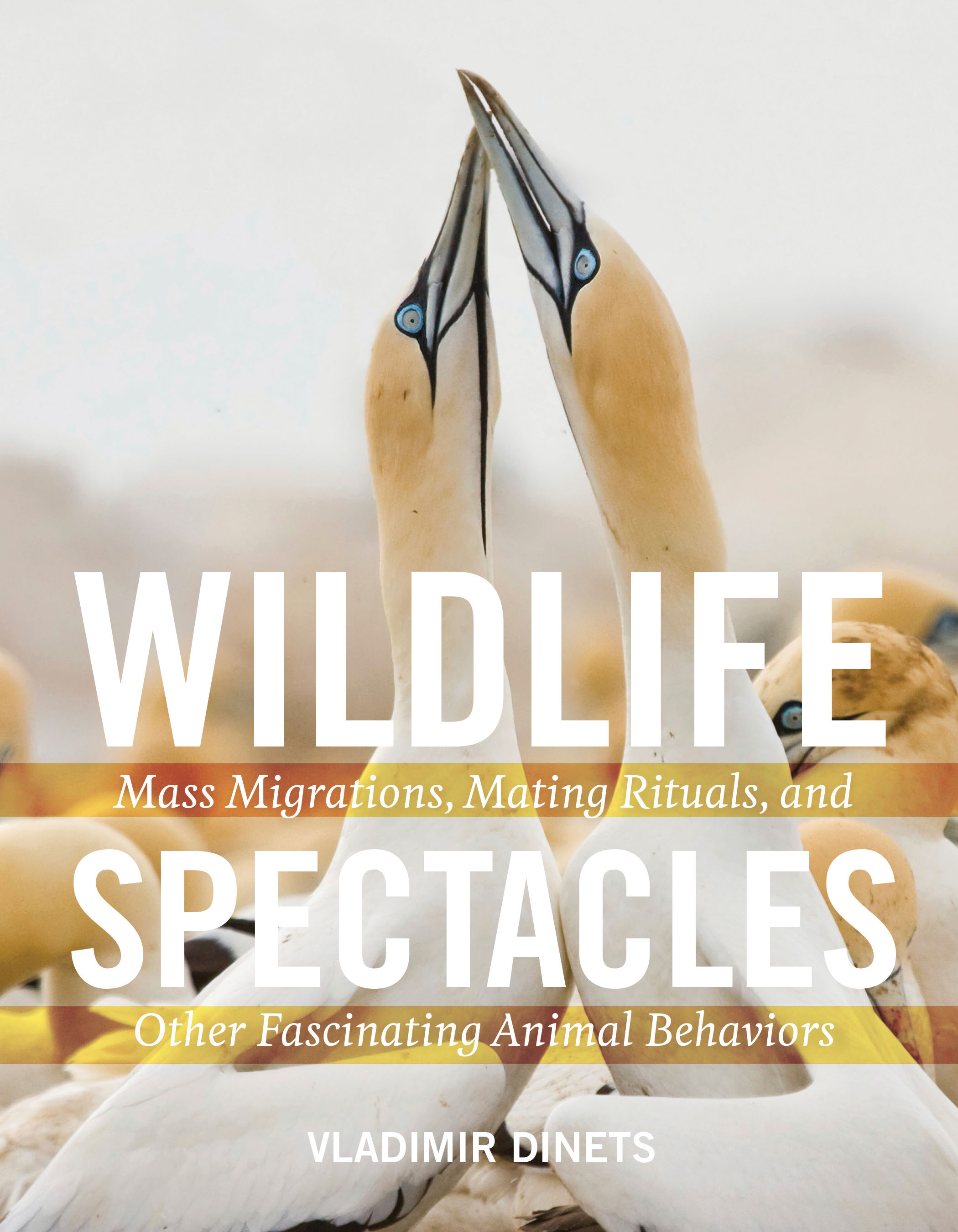 Wildlife Spectacles | Vladimir Dinets