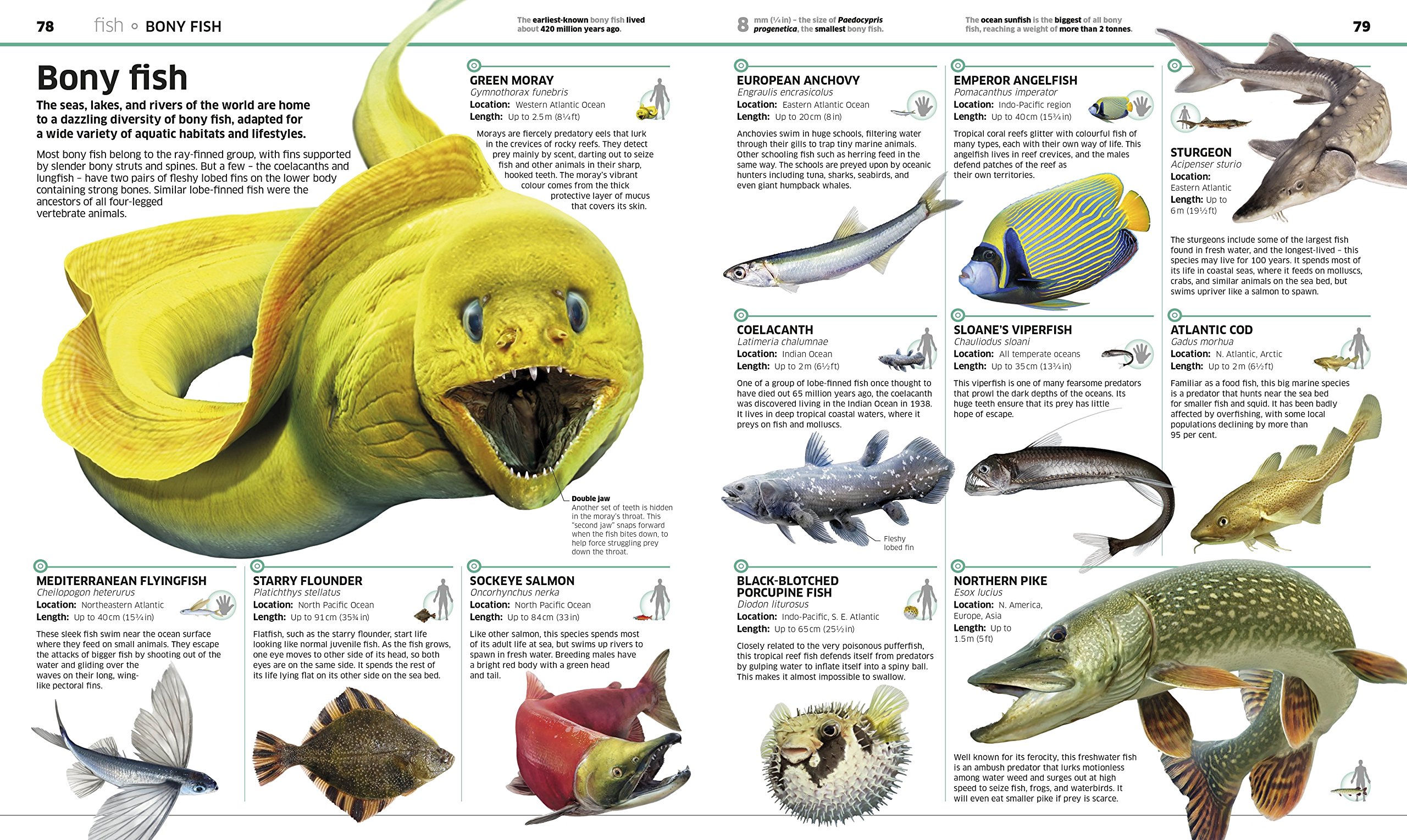 Knowledge Encyclopedia Animal |