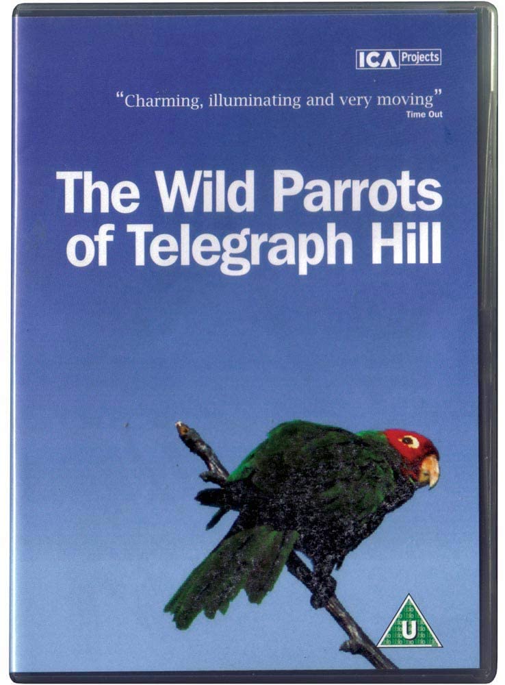 Wild Parrots Of Telegraph Hill | Judy Irving - 1 | YEO