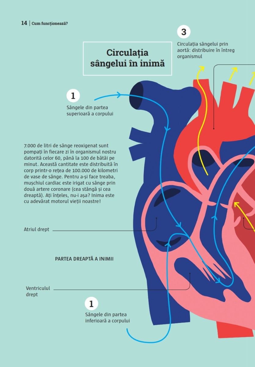 Mic ghid de sanatate: Inima si arterele sanatoase! | Gilles Montalescot - 9 | YEO