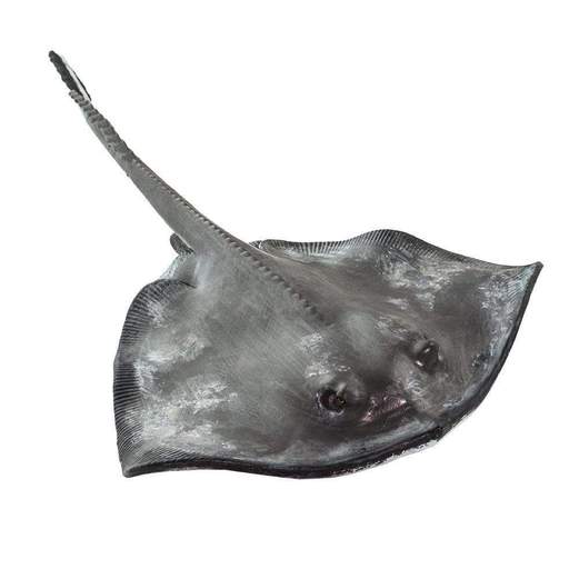 Figurina - Incredible Creatures - Sting Ray | Safari