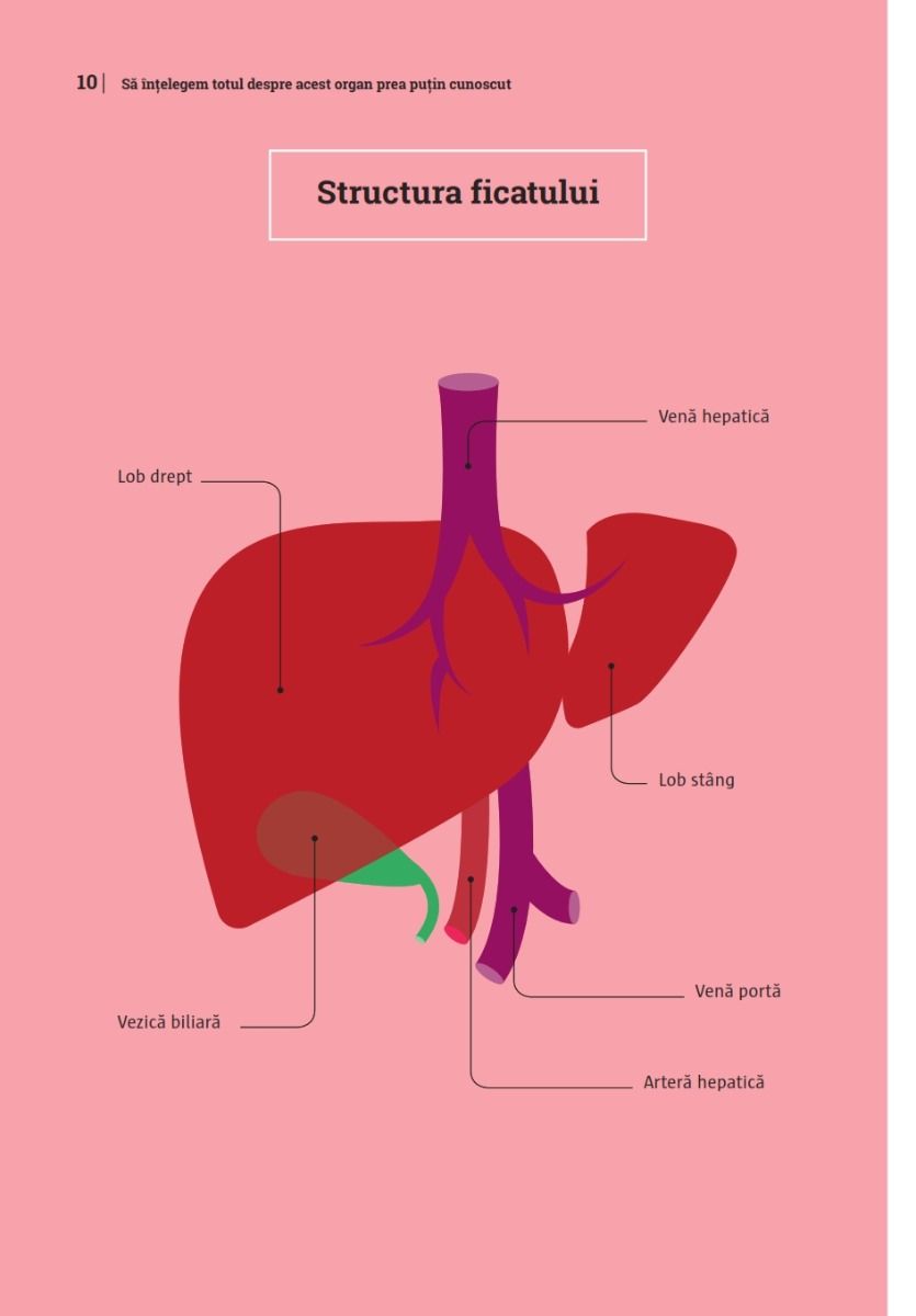 Mic ghid de sanatate: Ficatul | Audrey Carsalade - 5 | YEO