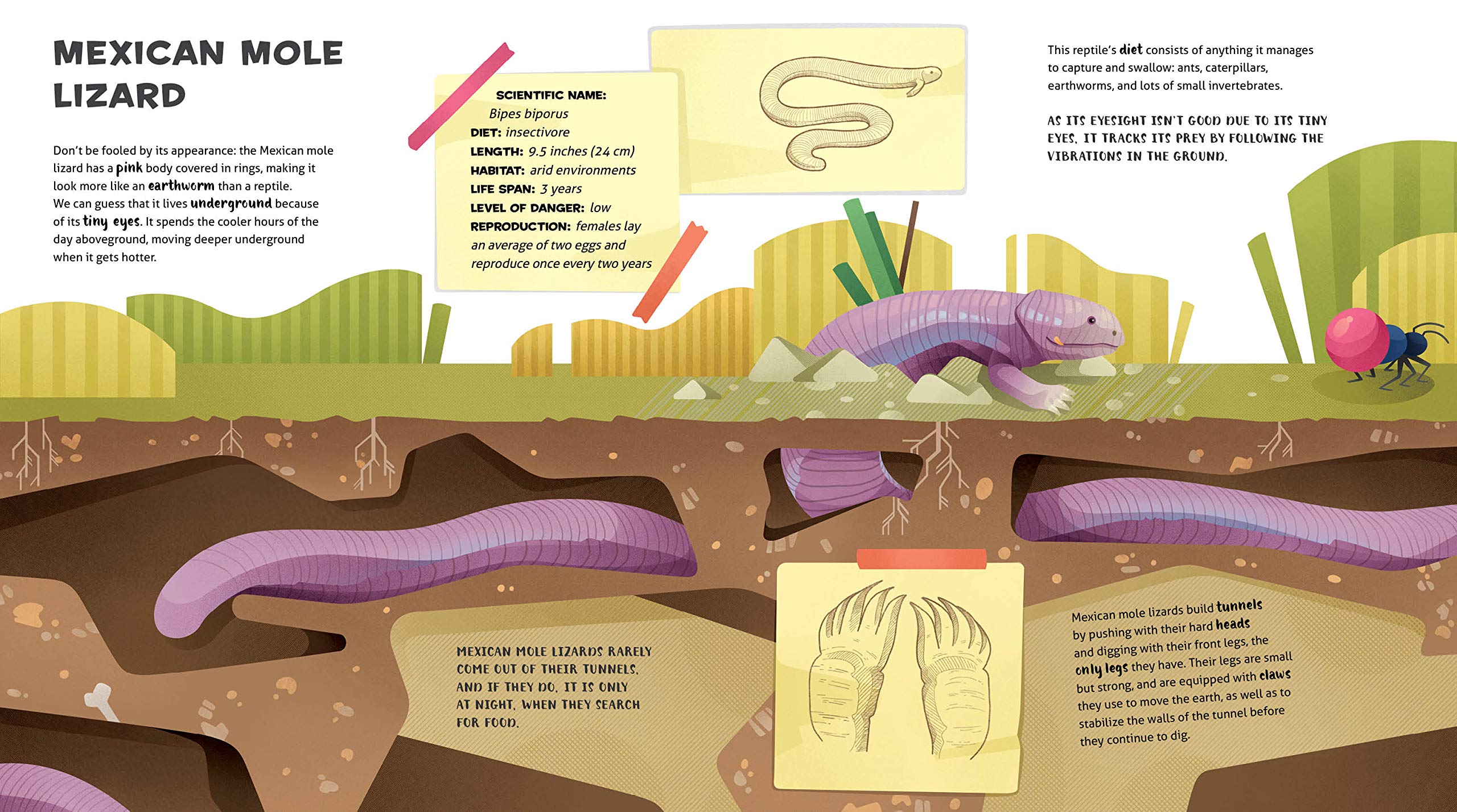 Vezi detalii pentru The Amazing Catalogue of Weirdest Reptiles | Cristina Banfi , Rosella Trionfetti