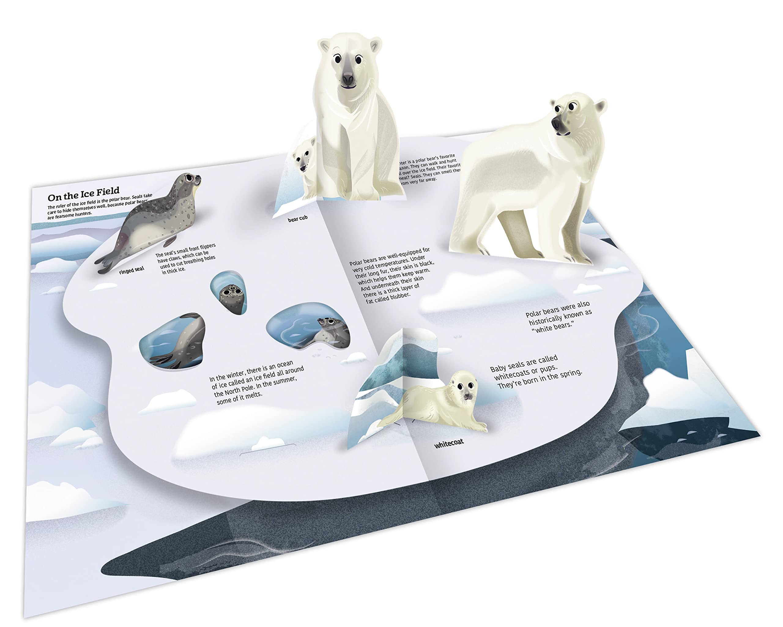 Ultimate Spotlight - Polar Animals | Sandra Laboucarie - 1 | YEO