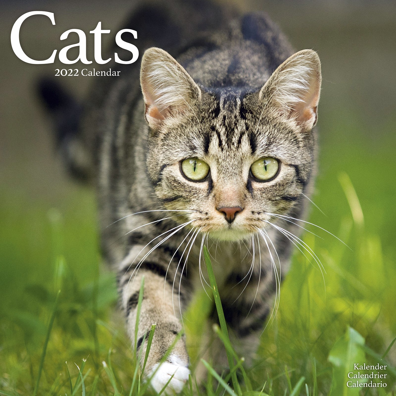 Calendar de perete 2022 - Cats | Avonside Publishing Ltd
