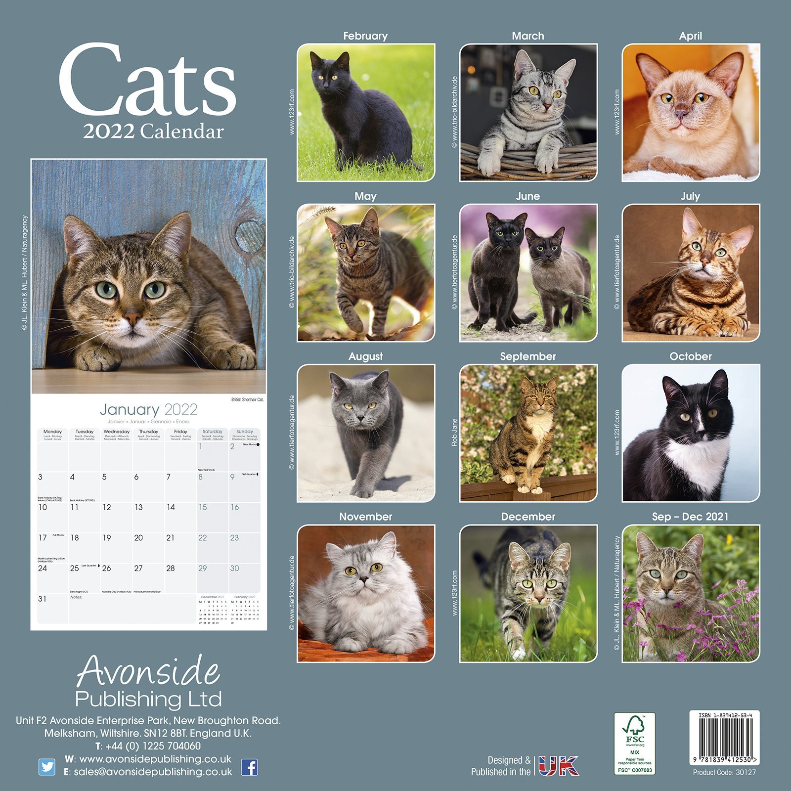 Calendar de perete 2022 - Cats | Avonside Publishing Ltd - 4 | YEO