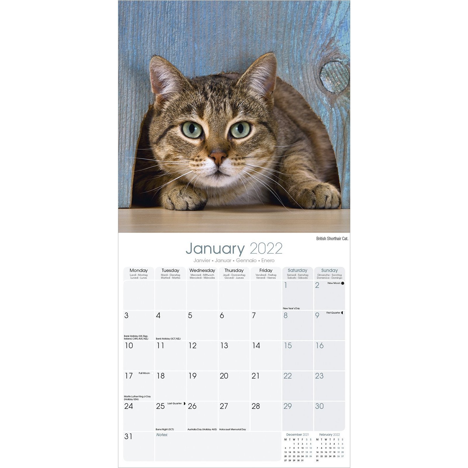 Calendar de perete 2022 - Cats | Avonside Publishing Ltd - 3 | YEO