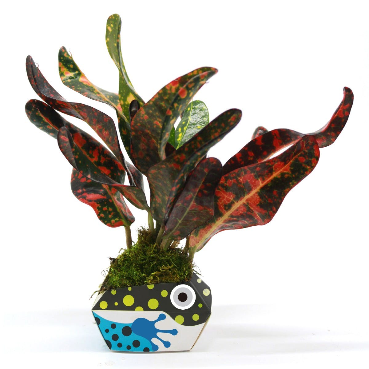 Kit de plantat - Origami Plant Pot: Urban Jungle Kit | OriBon - 2 | YEO