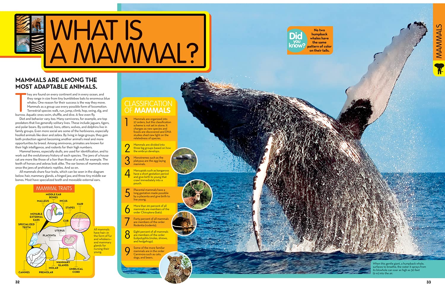 Animal Encyclopedia | Angela Modany, National Geographic Kids - 1 | YEO