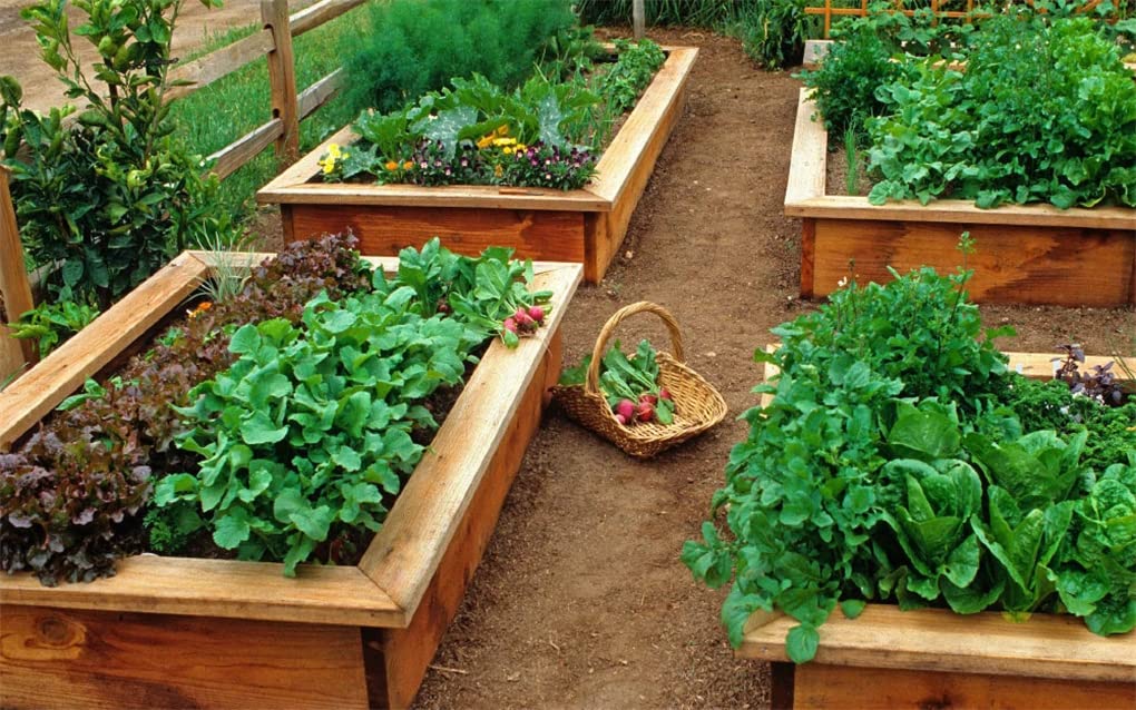 The Healthy Garden | Kathleen Norris Brenzel, Mary-Kate Mackey - 2 | YEO