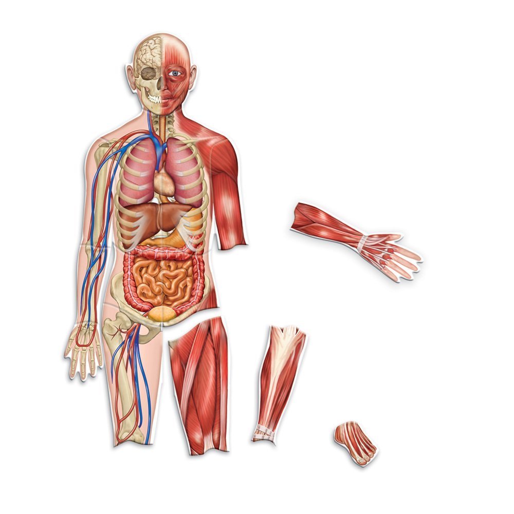 Set magnetic - Corpul uman | Learning Resources - 1 | YEO