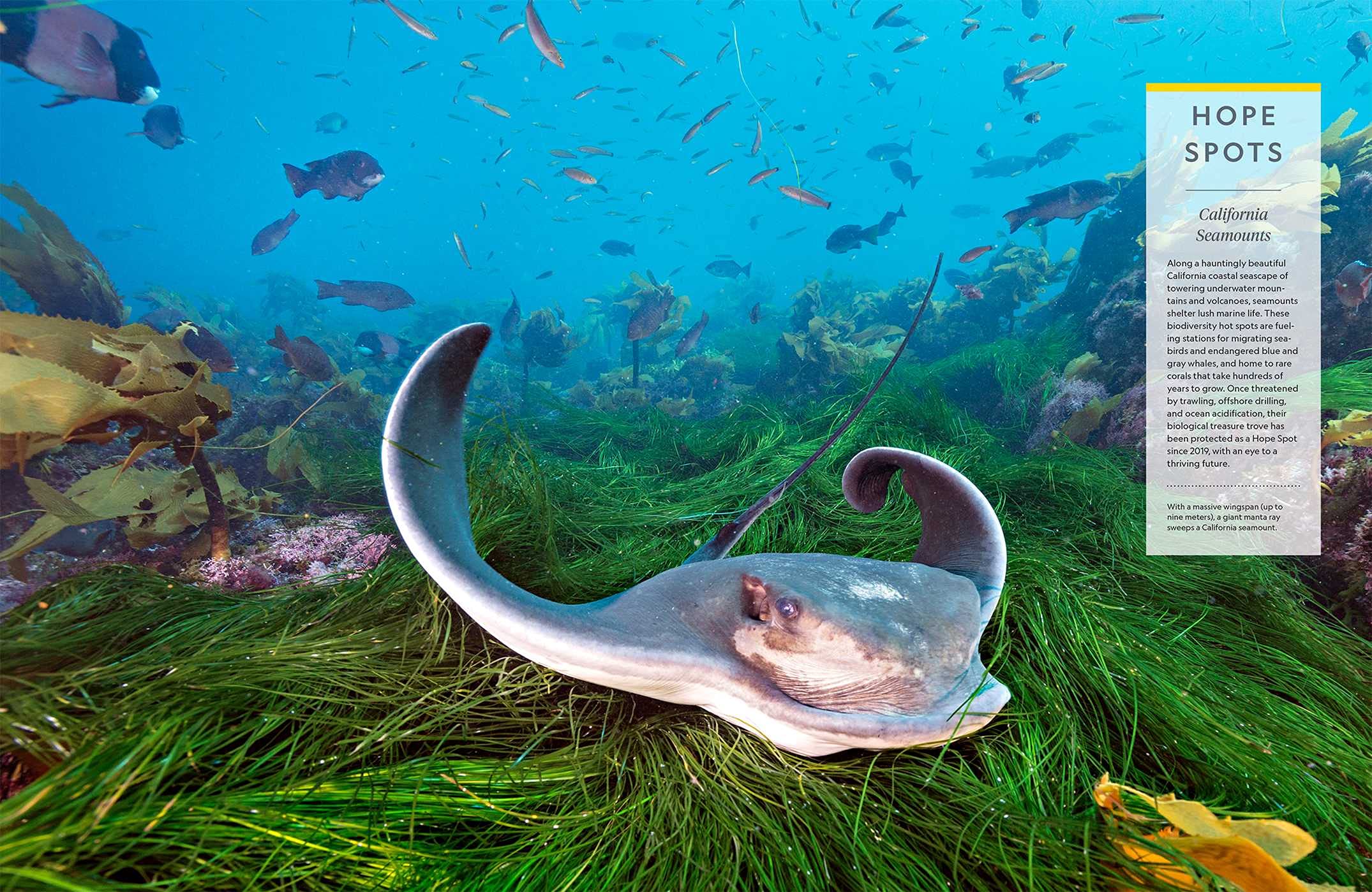 National Geographic Ocean | Sylvia Earle - 1 | YEO