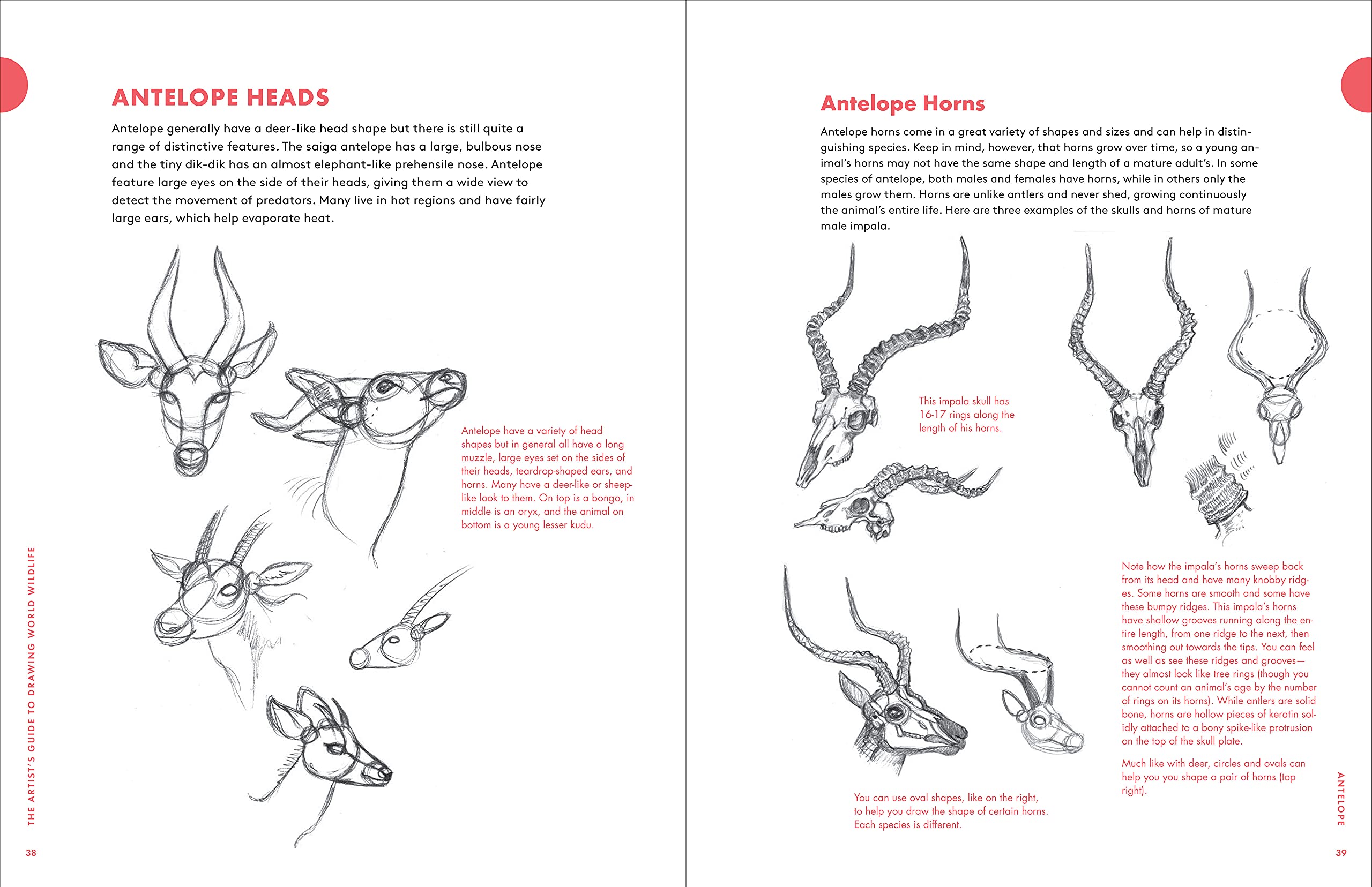 Artist\'s Guide to Drawing World Wildlife | J.C. Amberlyn - 9 | YEO