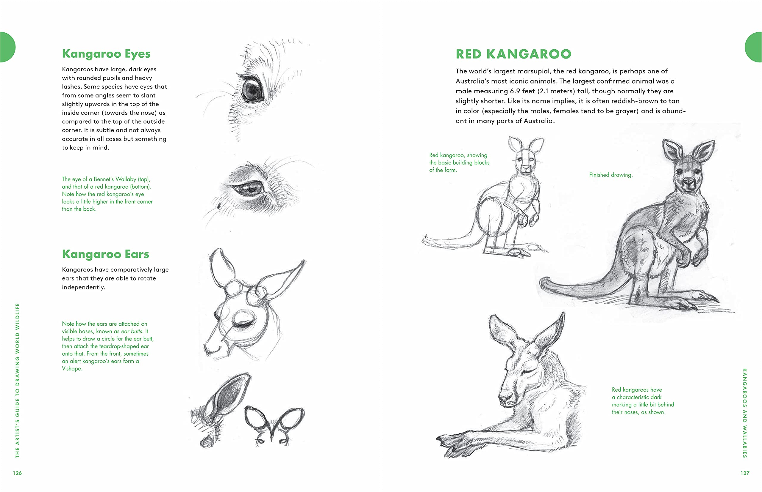 Artist\'s Guide to Drawing World Wildlife | J.C. Amberlyn - 4 | YEO