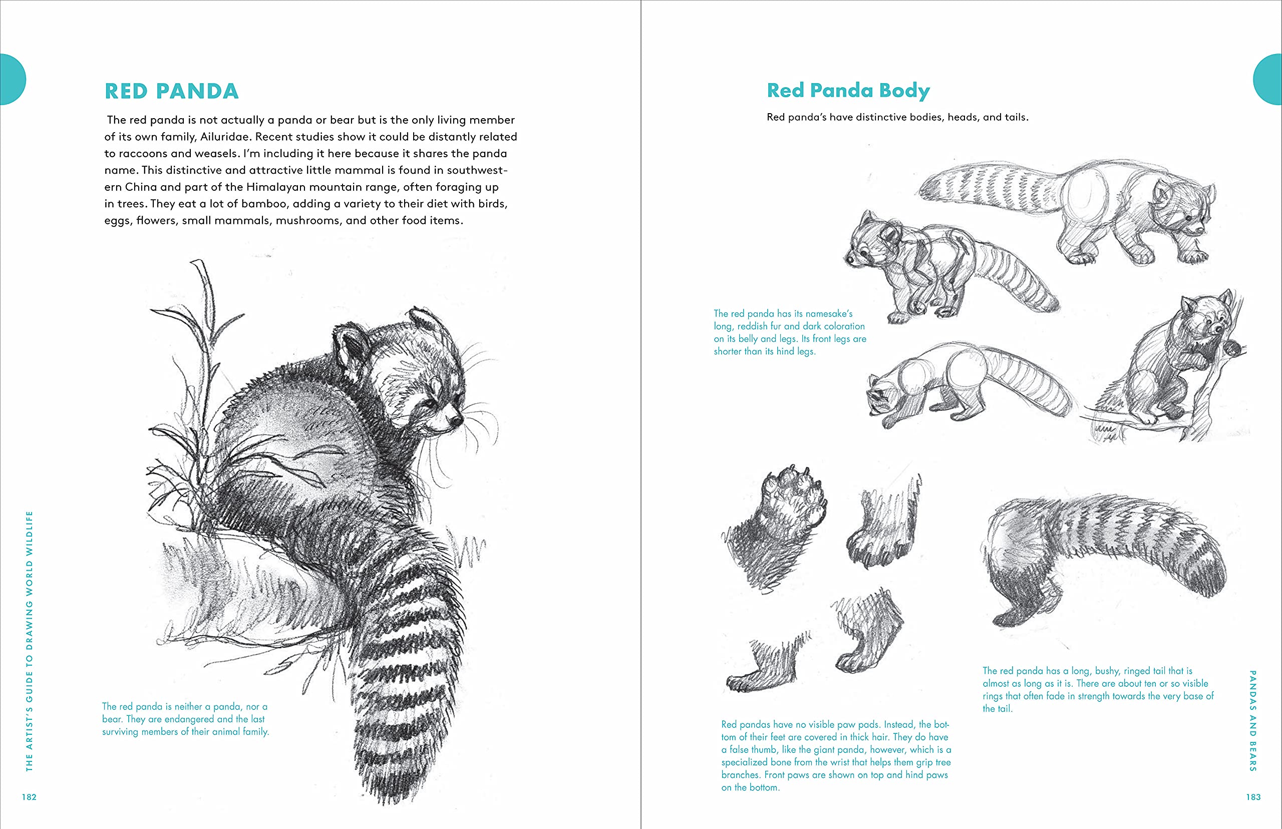 Artist\'s Guide to Drawing World Wildlife | J.C. Amberlyn - 8 | YEO