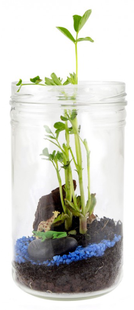 Kit cu Terrarium | Radis et Capucine