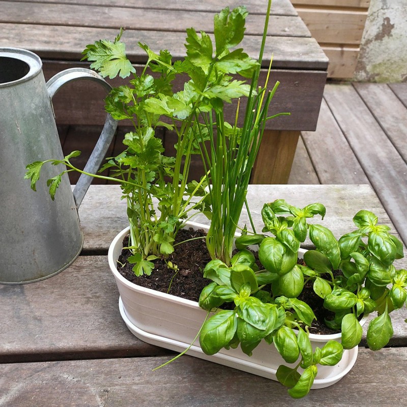 Kit cu Ghiveci de Bambus - 3 Plante Aromatice - Busuioc, Patrunjel, Arpagic | Radis et Capucine