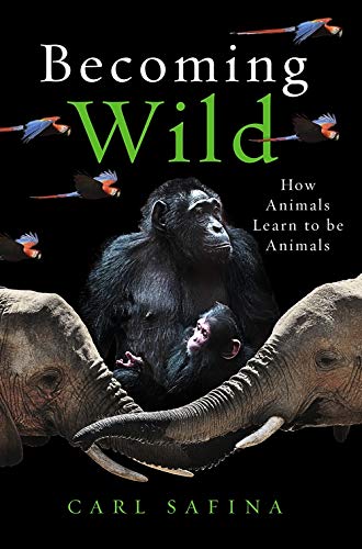 Becoming Wild | Carl Safina