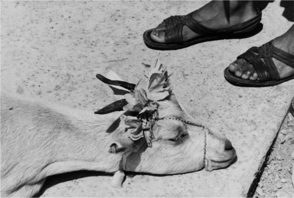 Heliotropo 37 | Graciela Iturbide - 1 | YEO