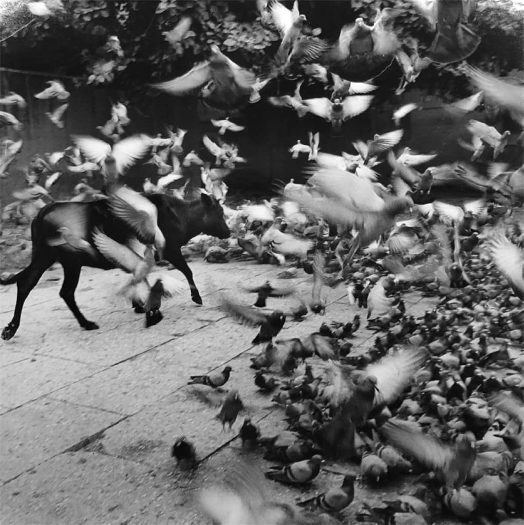 Heliotropo 37 | Graciela Iturbide - 5 | YEO