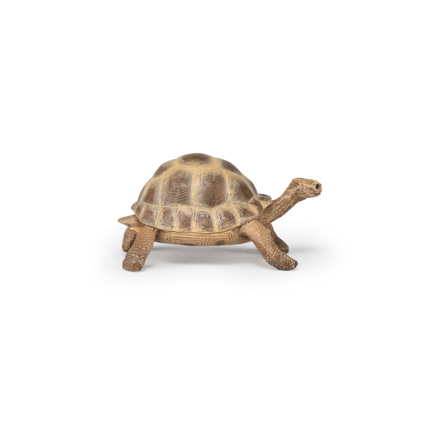 Figurina - Wild Animal Kingdom - Hermann\'s Tortoise | Papo - 1 | YEO