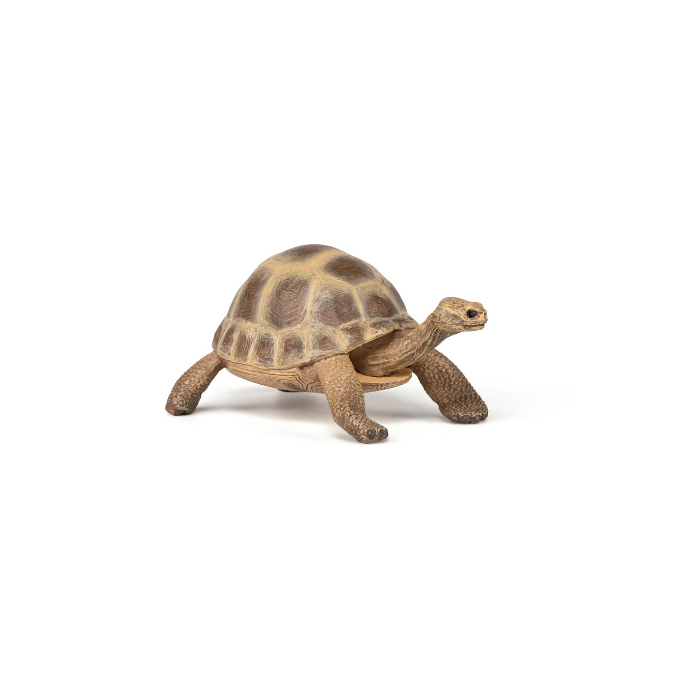 Figurina - Wild Animal Kingdom - Hermann\'s Tortoise | Papo - 2 | YEO