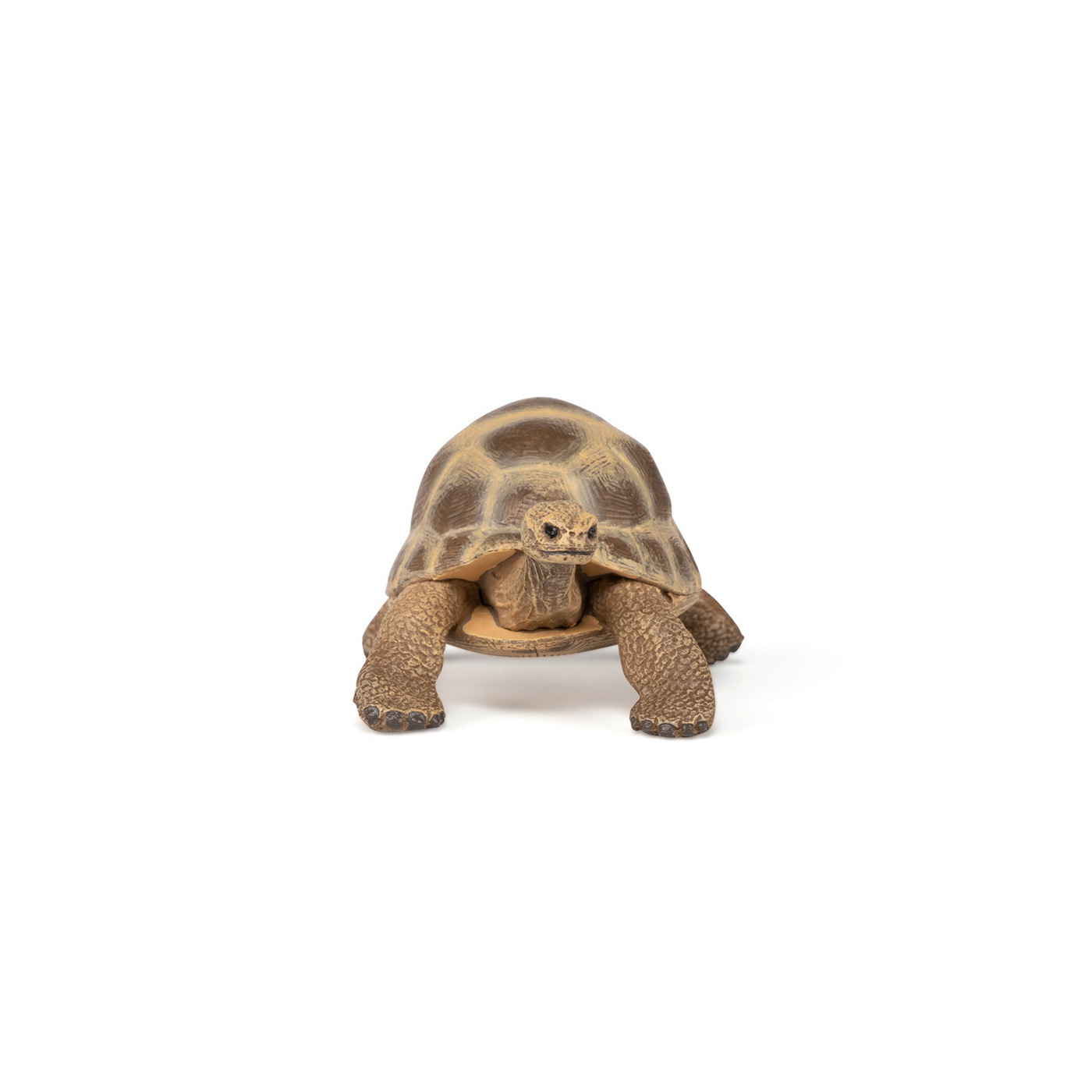 Figurina - Wild Animal Kingdom - Hermann\'s Tortoise | Papo - 3 | YEO