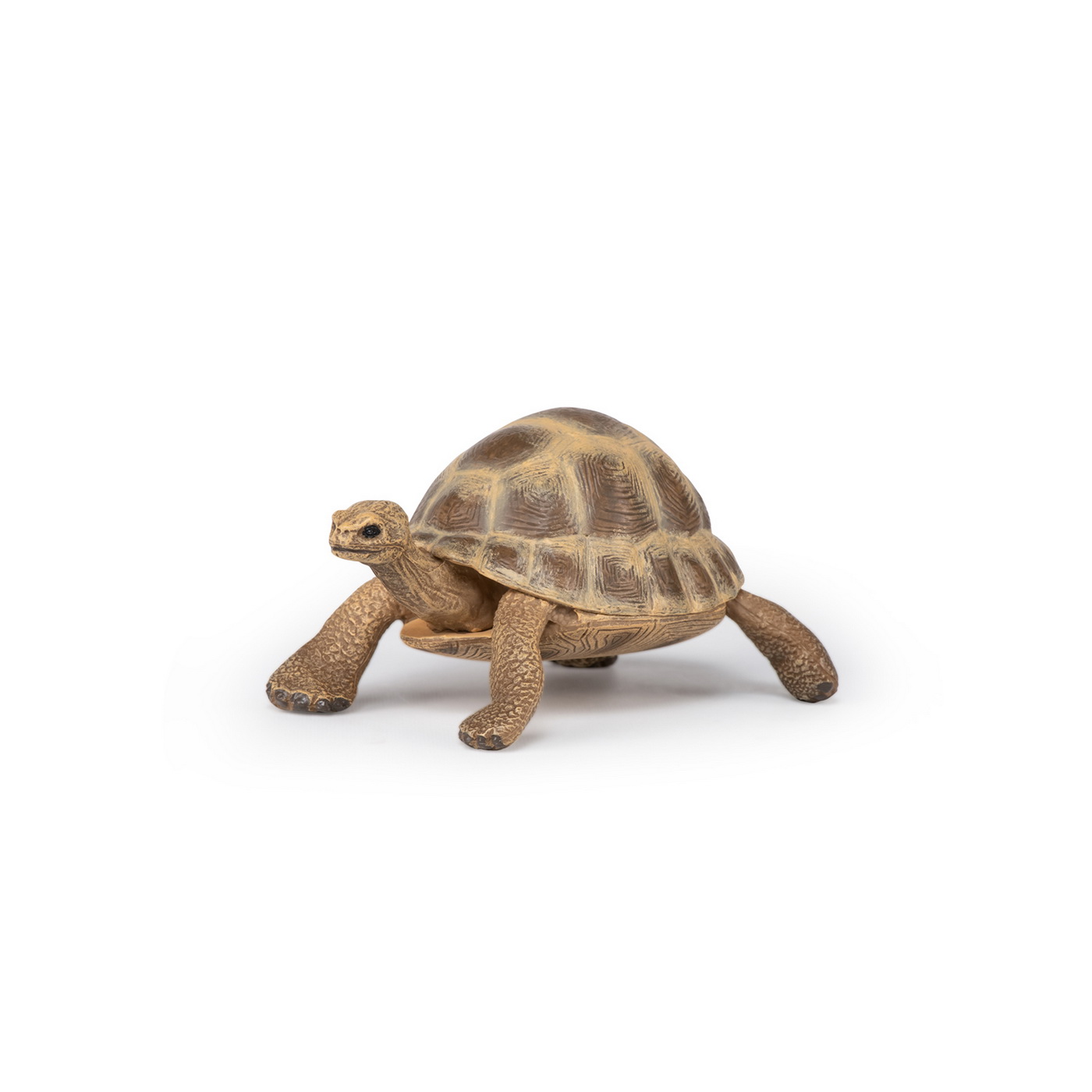 Figurina - Wild Animal Kingdom - Hermann\'s Tortoise | Papo - 4 | YEO