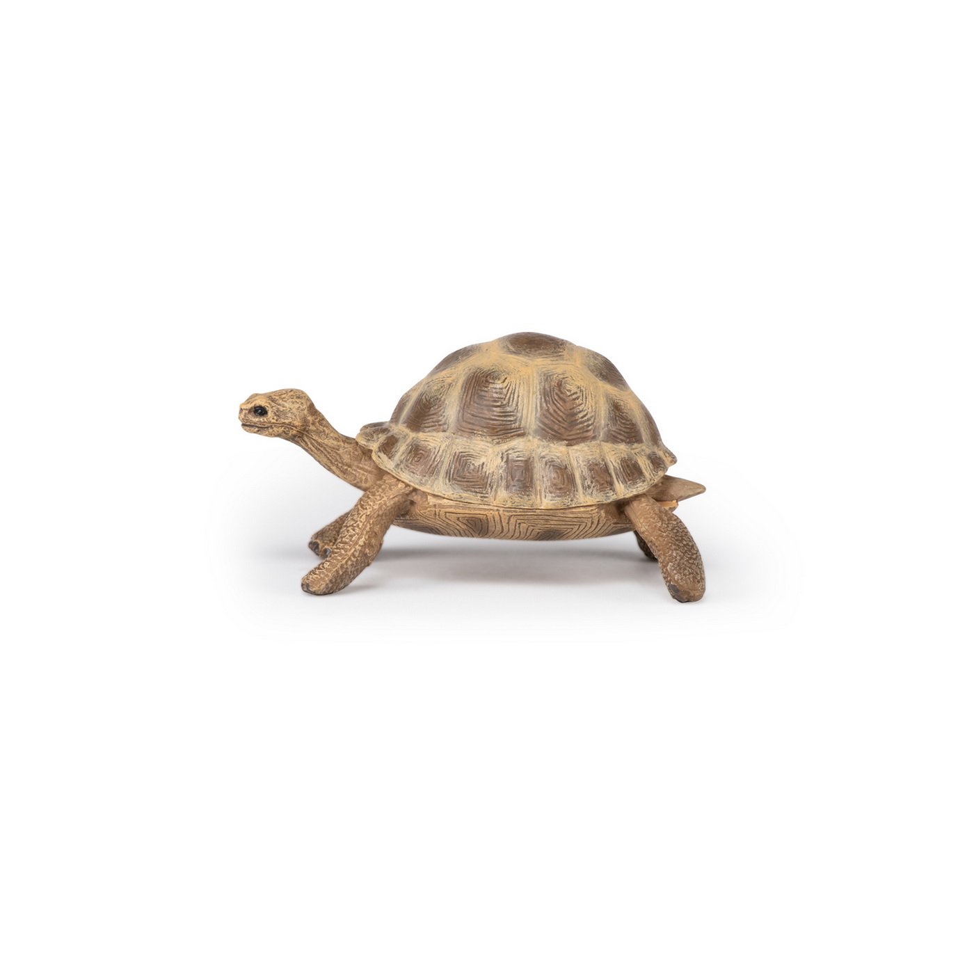 Figurina - Wild Animal Kingdom - Hermann\'s Tortoise | Papo - 5 | YEO