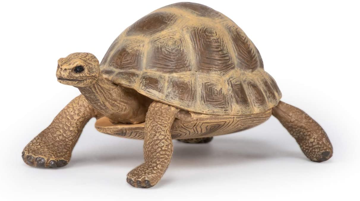  Figurina - Wild Animal Kingdom - Hermann's Tortoise | Papo 