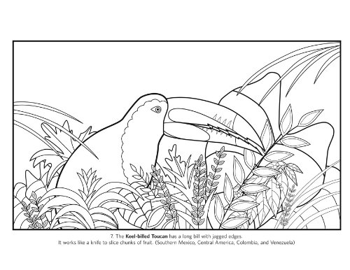 Coloring Book Susan Stockdale`s Birds | - 2 | YEO