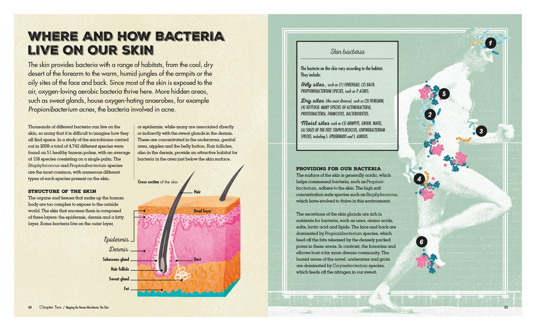 Meet Your Bacteria | Catherine Whitlock, Nicola Temple - 4 | YEO