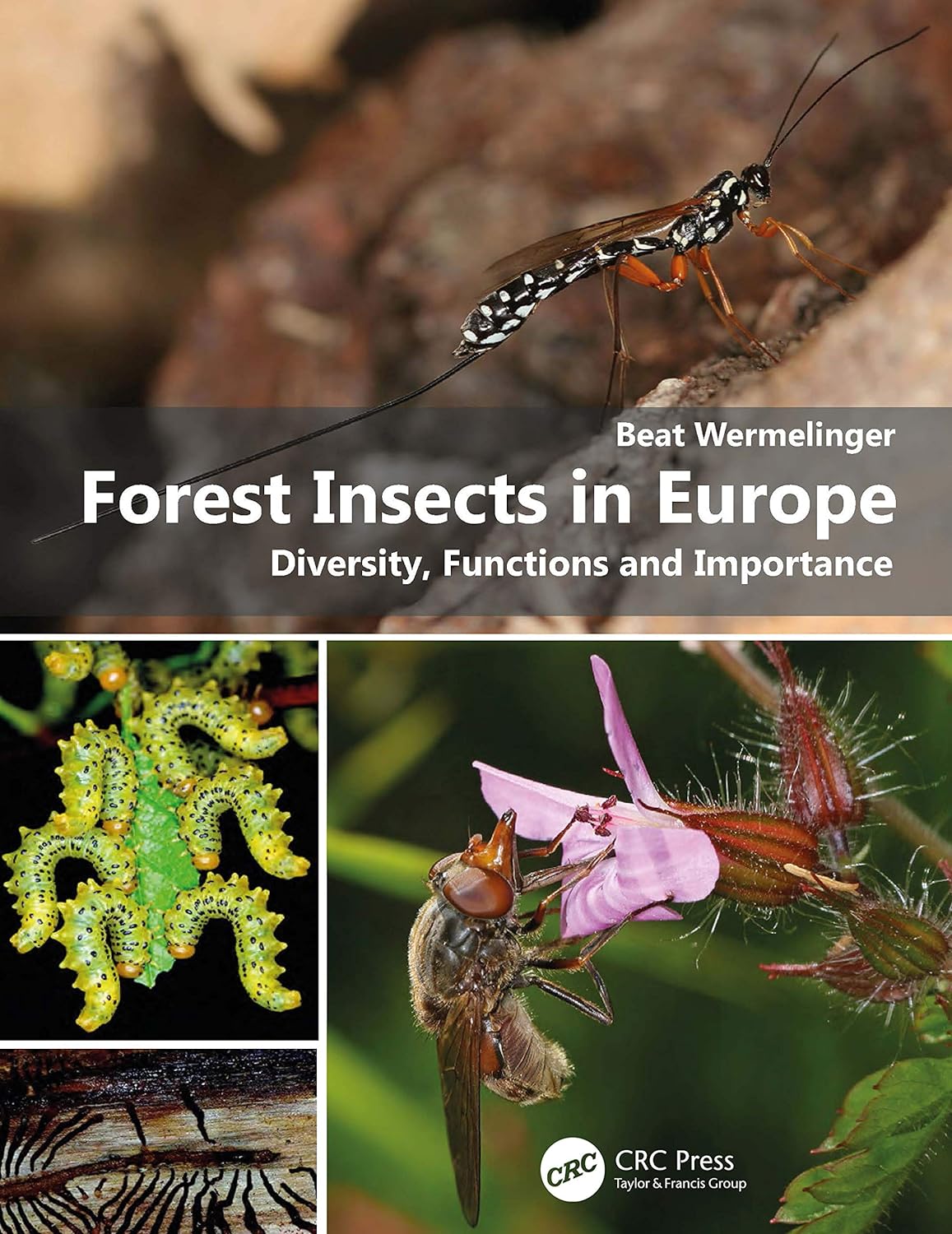 Forest Insects in Europe | Beat Wermelinger