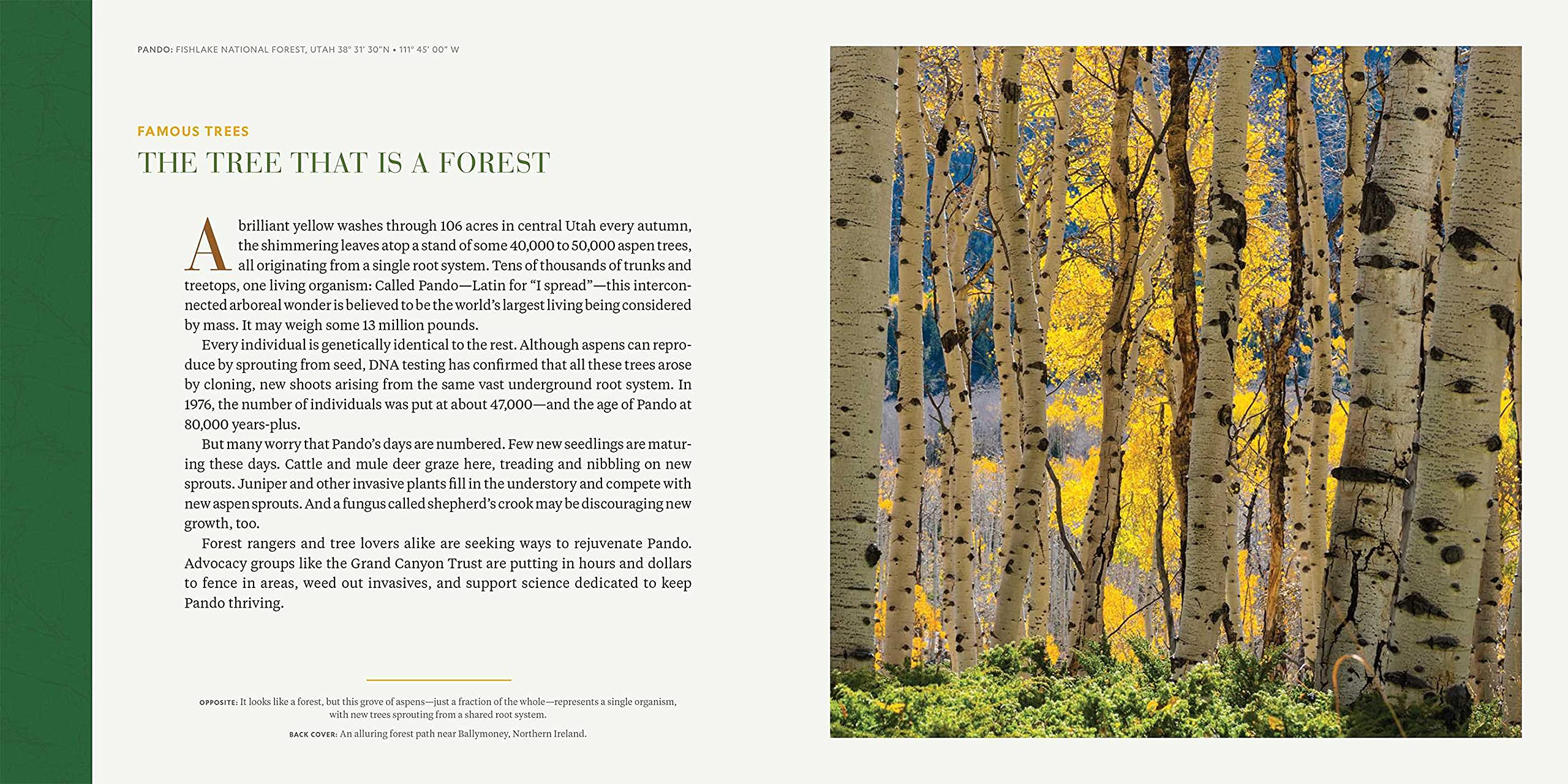 Into the Forest | Susan Tyler Hitchcock - 4 | YEO