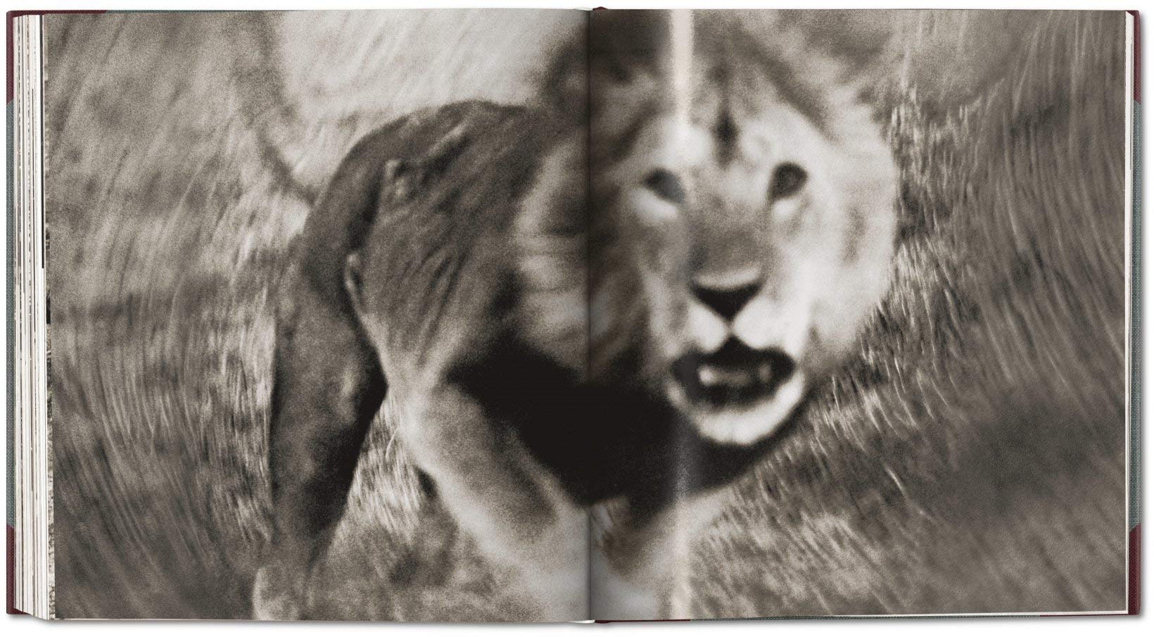 The End of the Game | Peter Beard - 5 | YEO