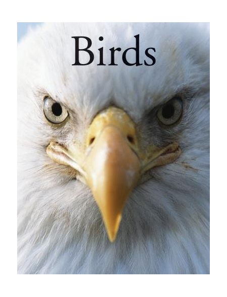 Birds | Per Christiansen, Paula Hammond