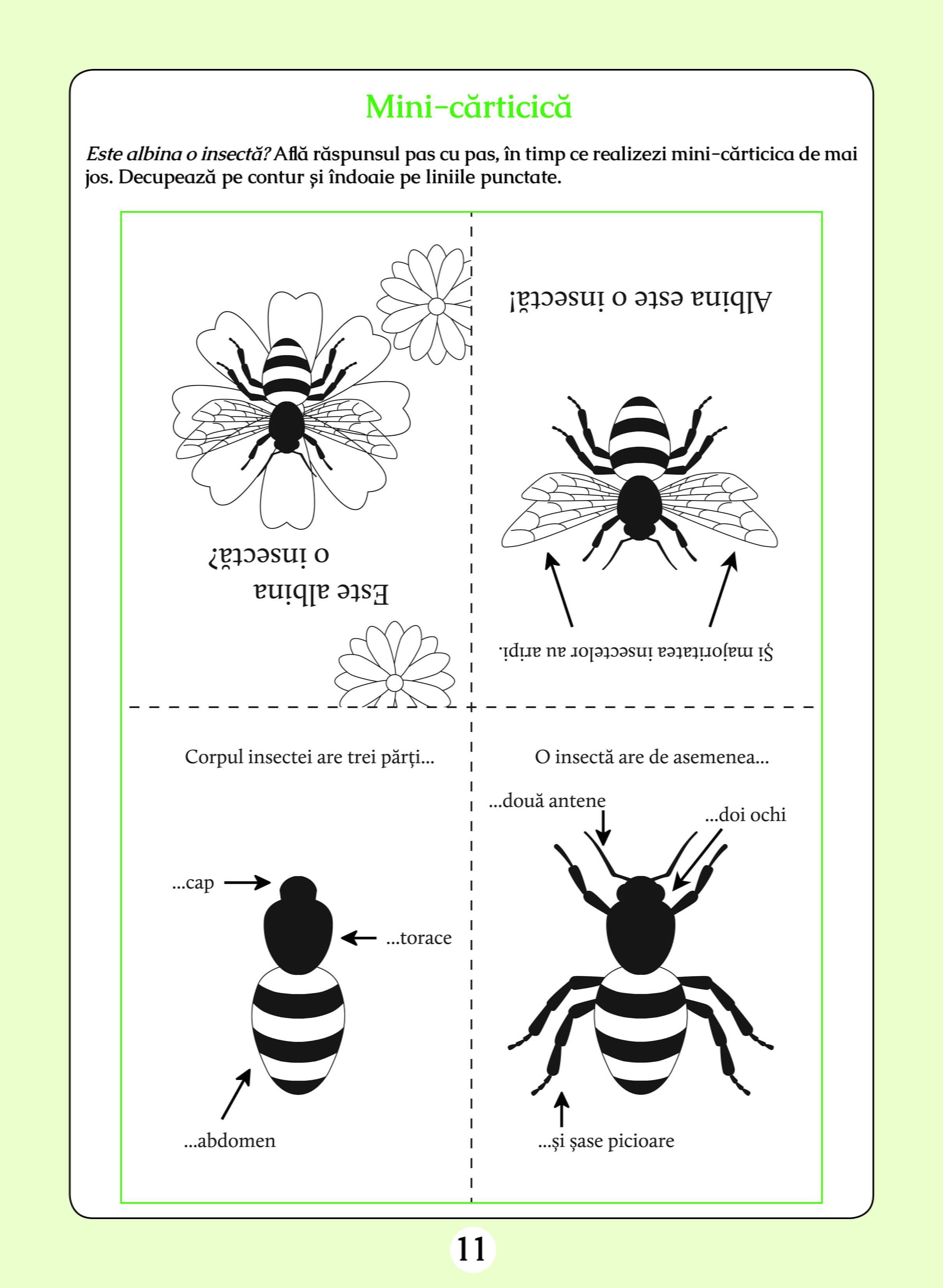 Caiet de lucru - Melciulica - Jurnal de explorator | Alexandra Manea, Vasilica Safya, Daniela Stoicescu - 2 | YEO