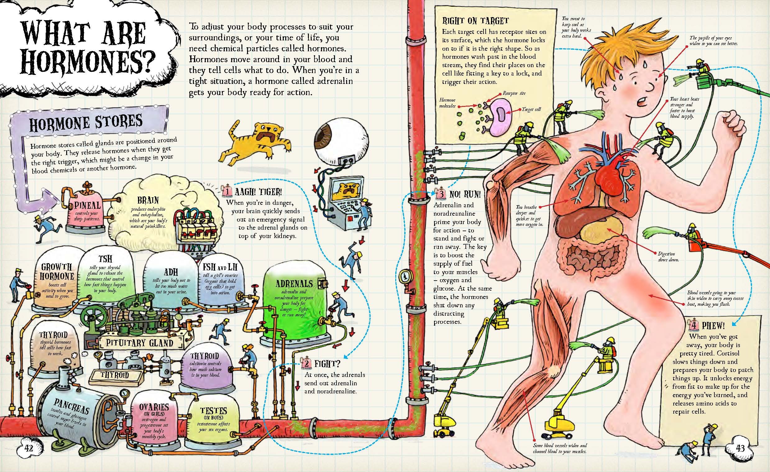 Stuff You Should Know About the Human Body | John Farndon