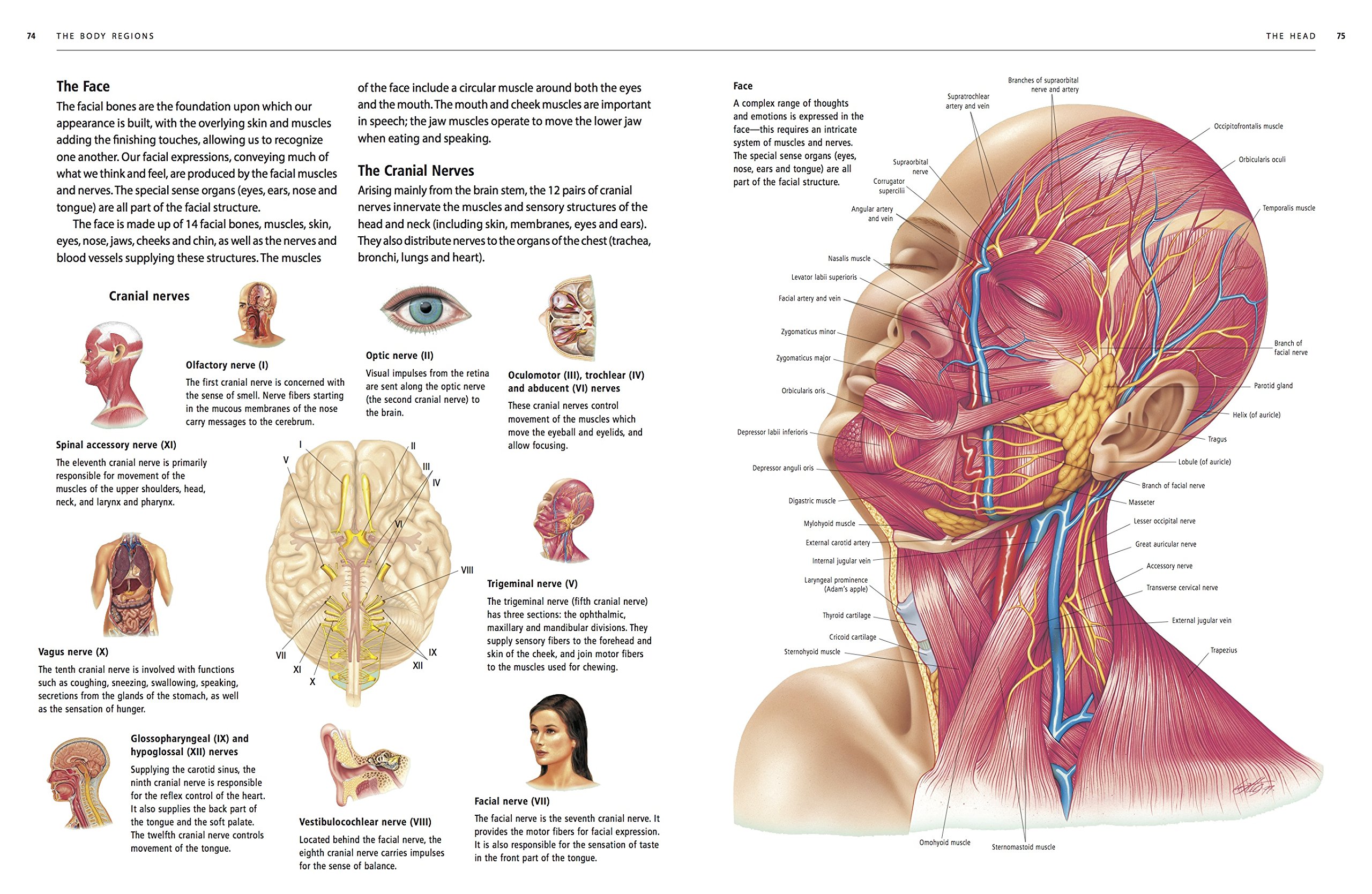 Atlas of the Human Body | Ken Ashwell