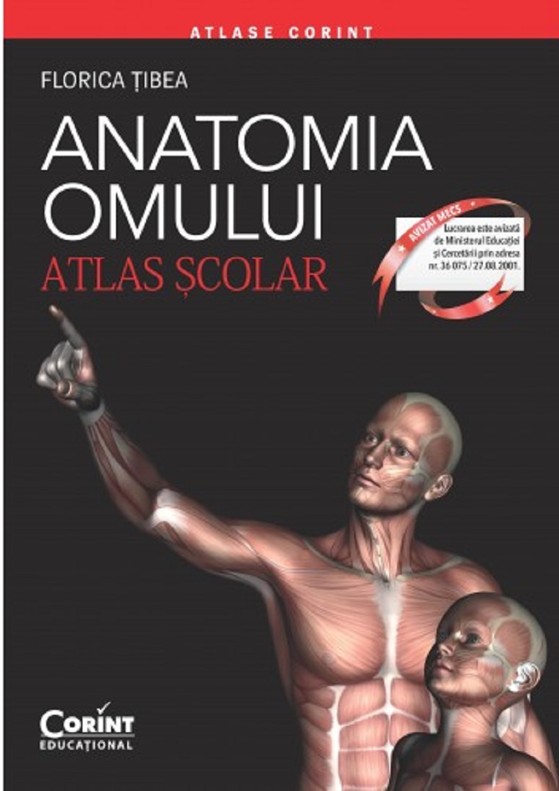 Anatomia omului – Atlas scolar | Florina Tibea carturesti.ro Materii