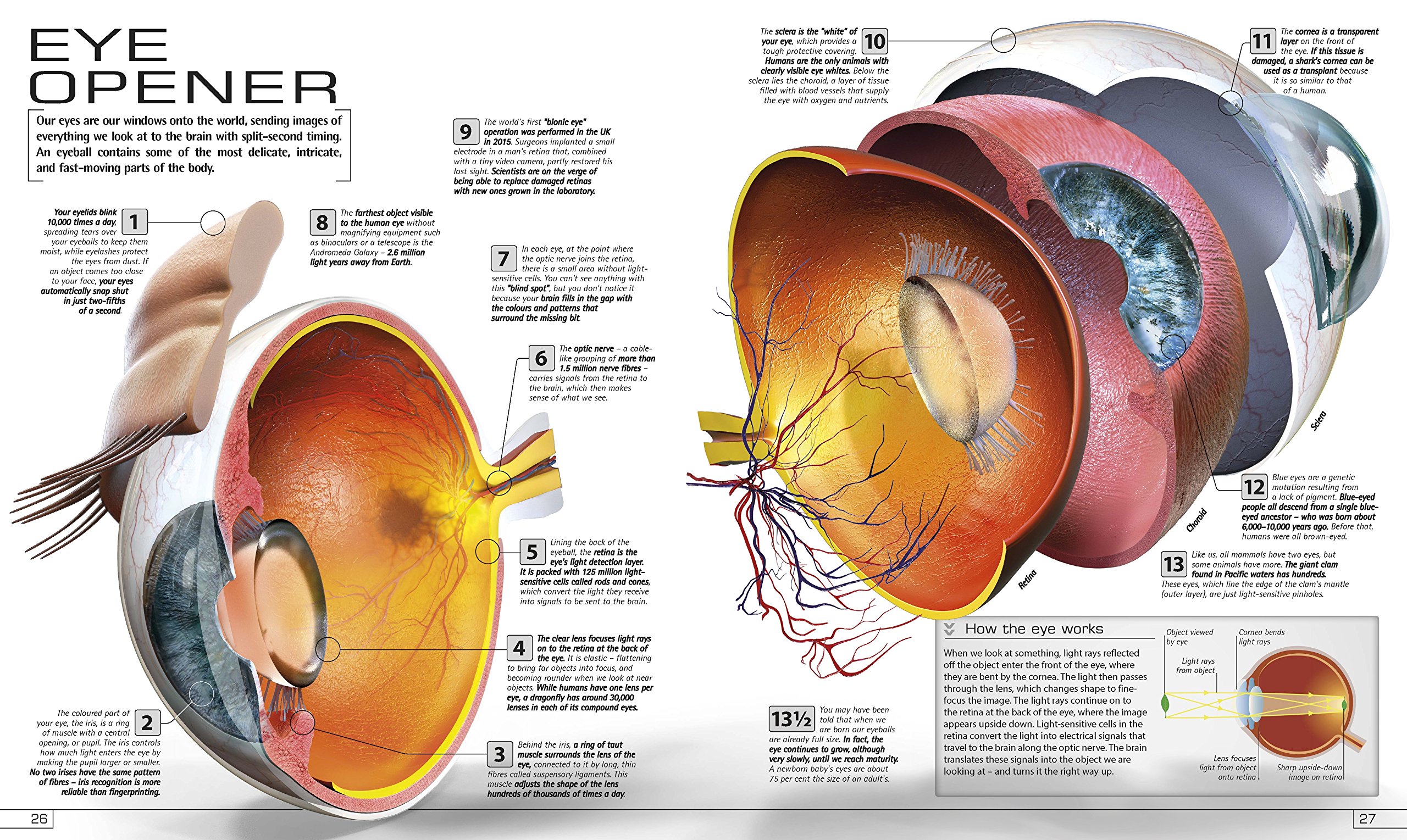 13½ Incredible Things You Need to Know About Everything |