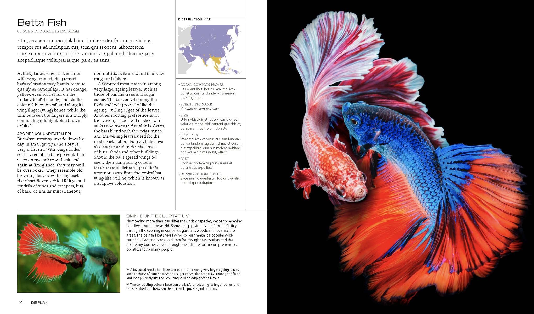 Display: Appearance, posture and behaviour in the animal kingdom | Steve Parker - 2 | YEO