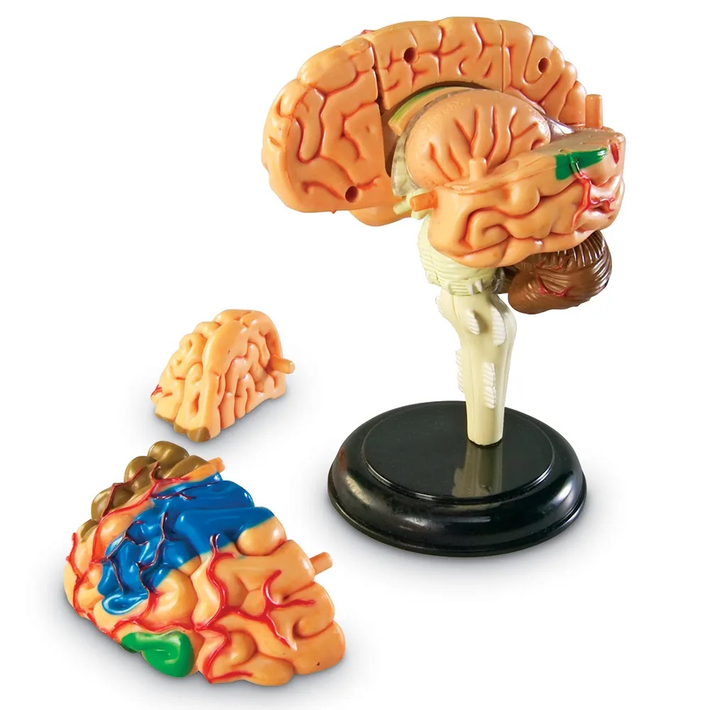 Macheta - Creierul uman | Learning Resources