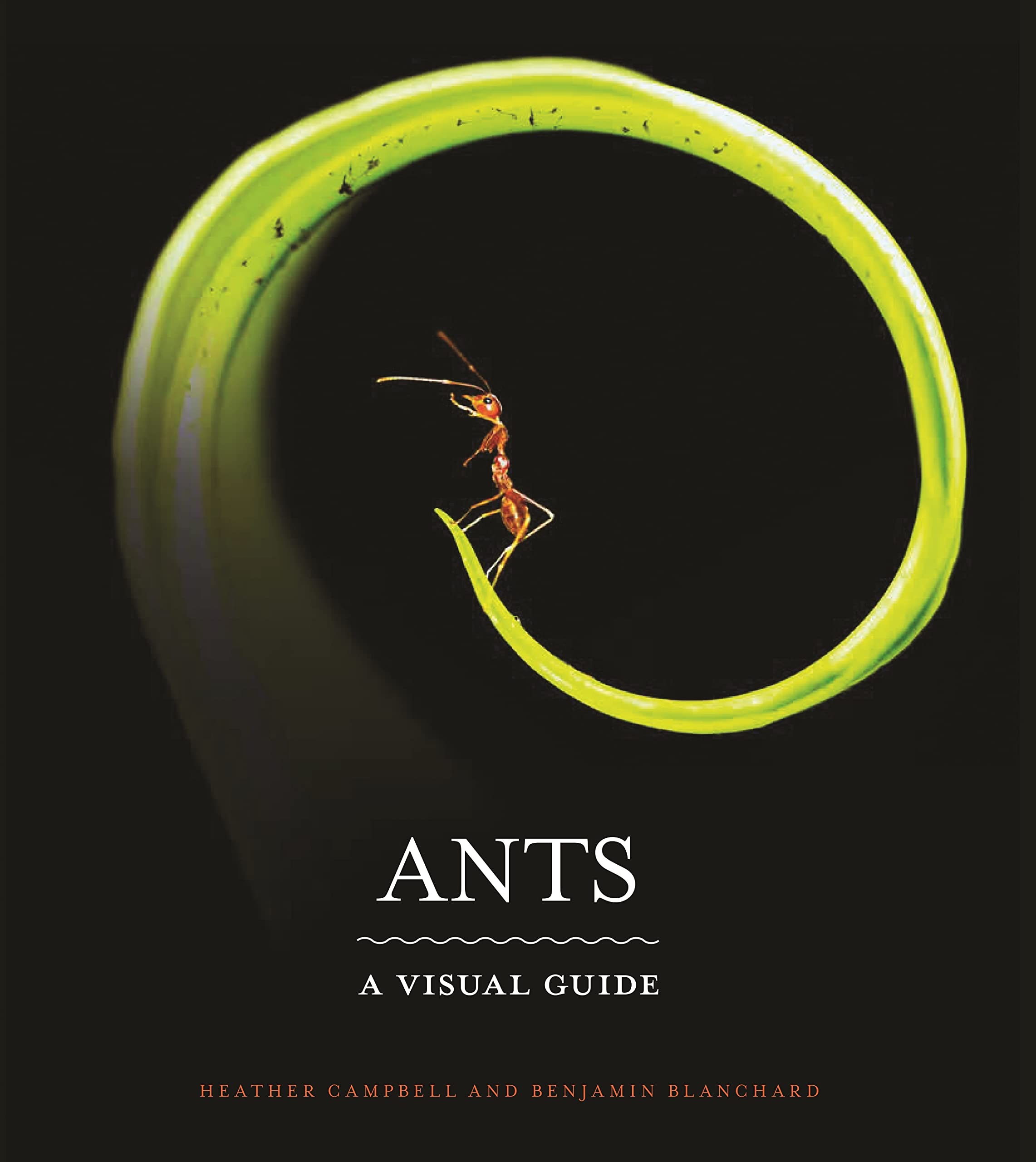 Ants | Heather Campbell, Benjamin Blanchard