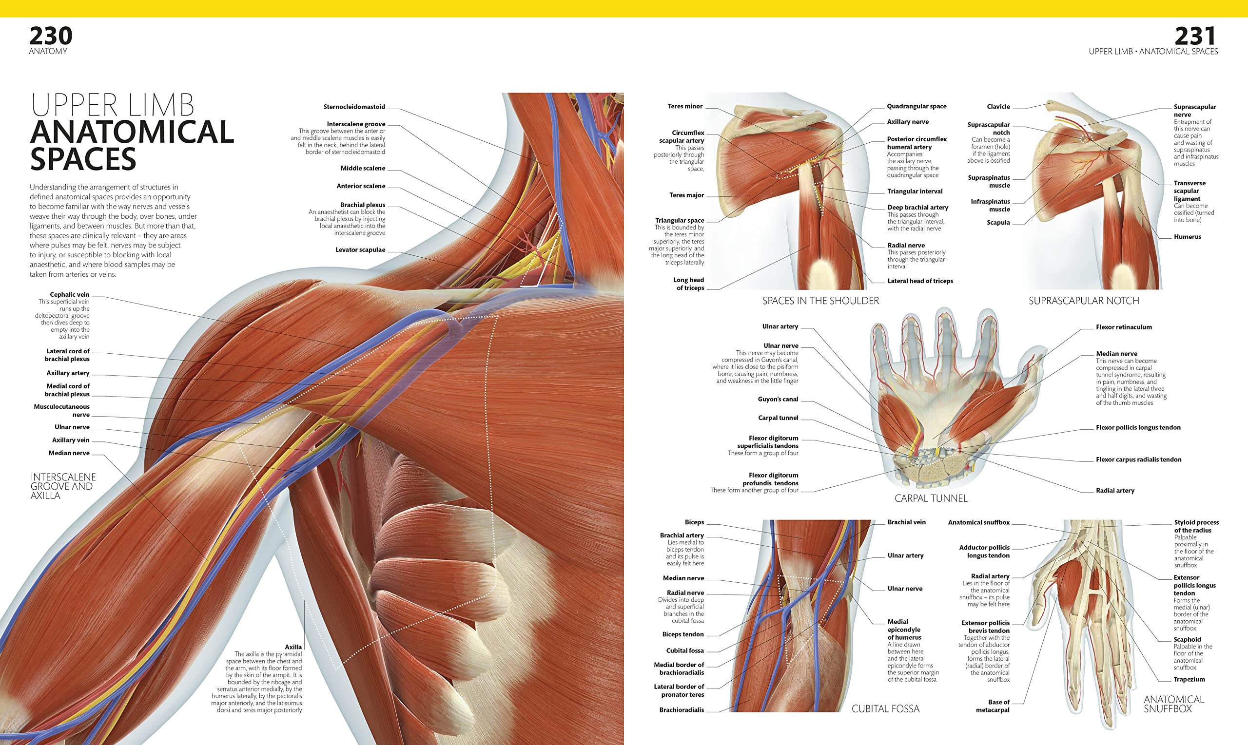 The Complete Human Body | Alice Roberts - 1 | YEO