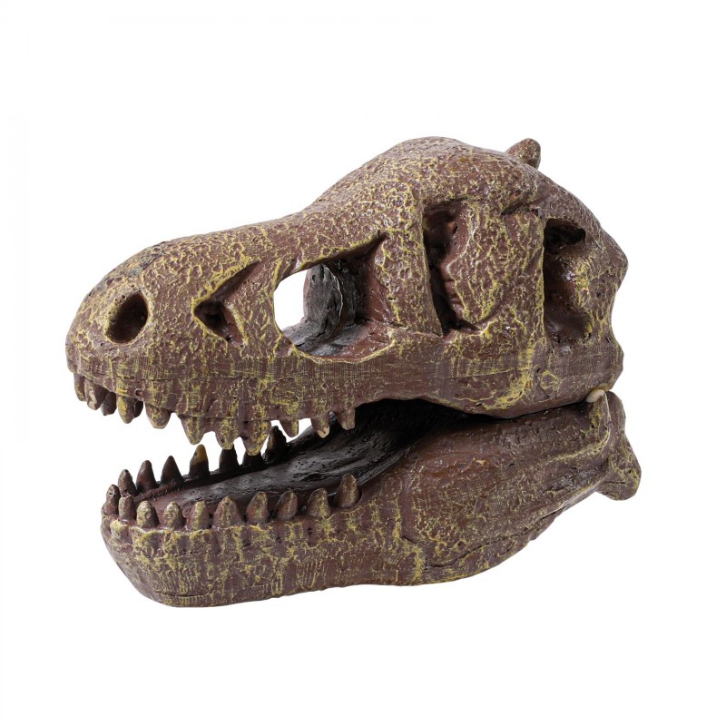 Kit de sapat - Craniu Tyrannosaurus | Buki - 1 | YEO