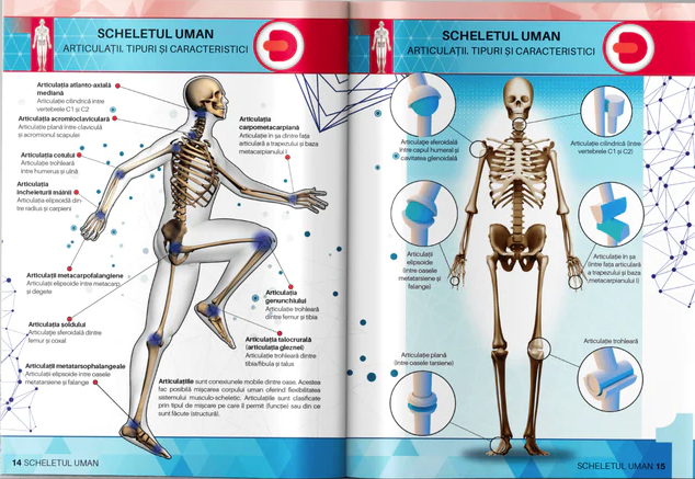 Anatomie - Corpul Uman |